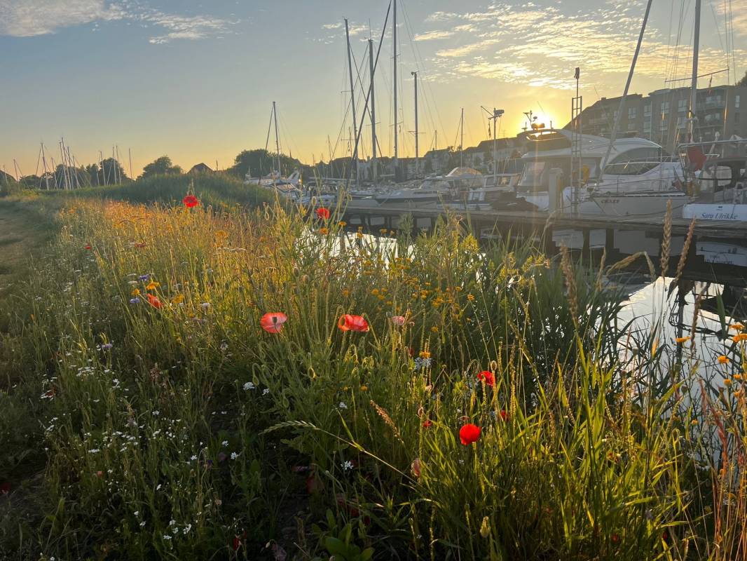 Stellplatz am Segelclub Haderslev — Photo 2