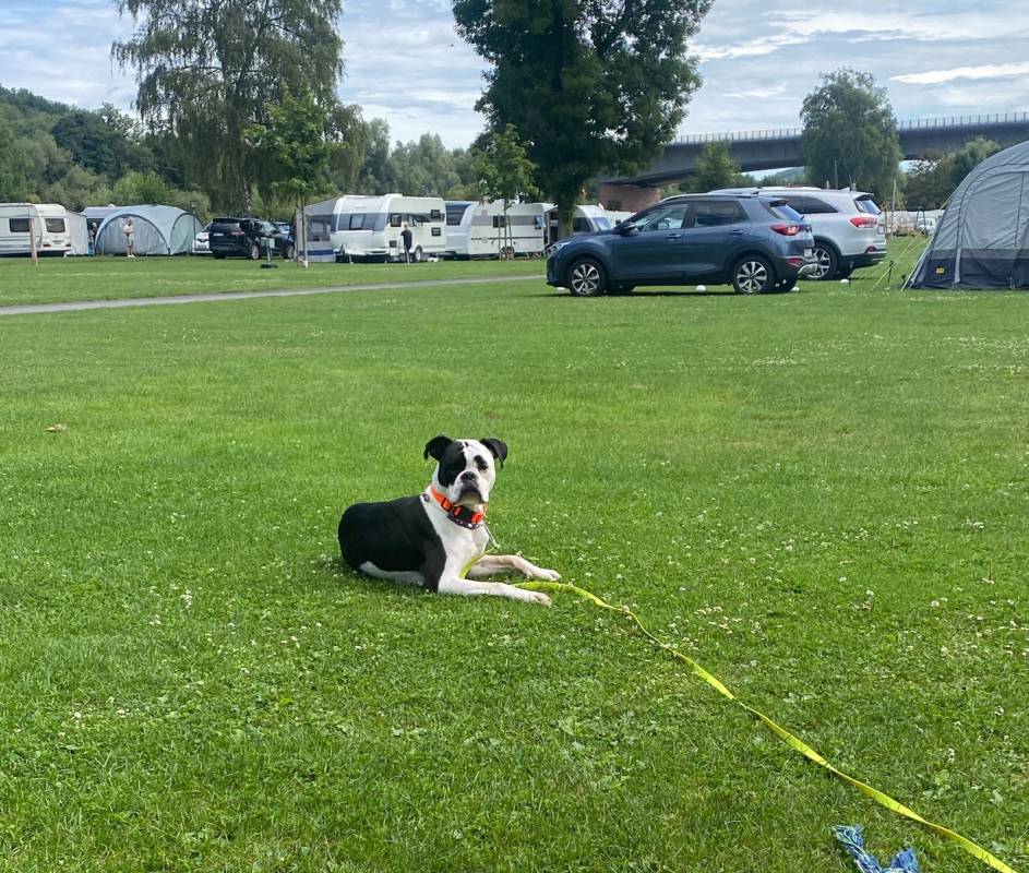 Campingpark Wertheim-Bettingen — Photo 6